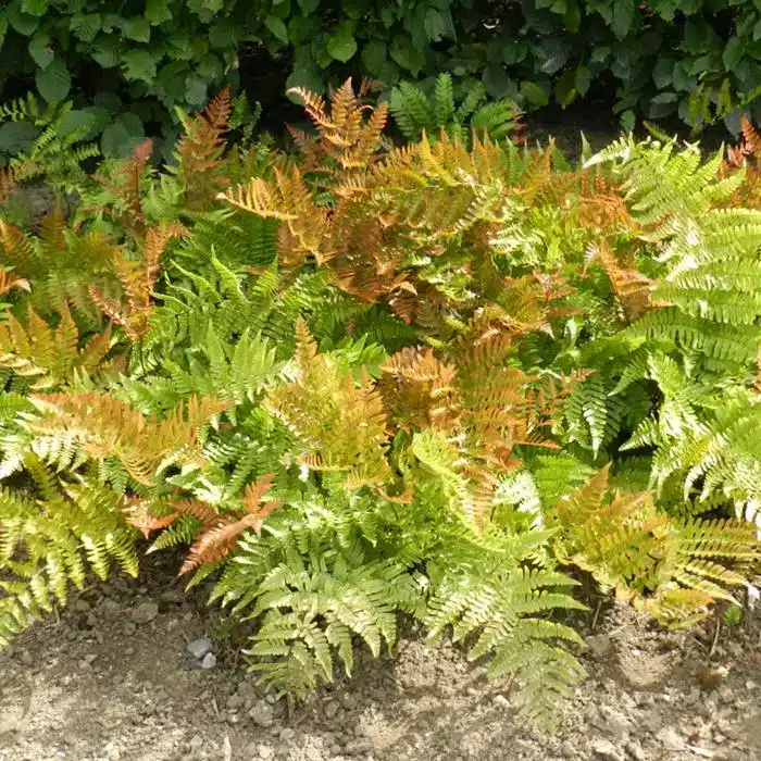 WIDryopteris-erythrosora-Brilliance-2.jpg.jpg