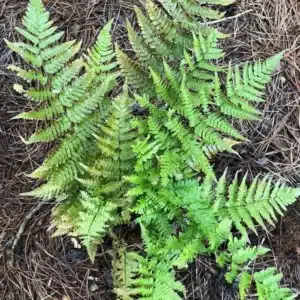 WIDryopteris_erythroso_ygT8lD44ZeDJ.jfif_.jpg