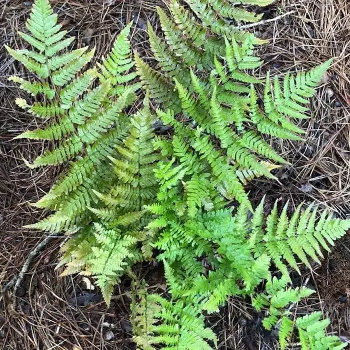 WIDryopteris_erythroso_ygT8lD44ZeDJ.jfif_.jpg