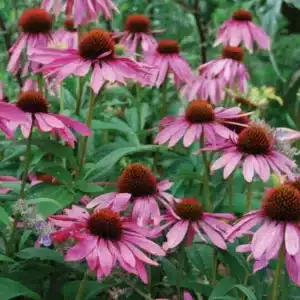 WIEchinacea-purpurea-Eastern-Purple-Coneflower2.jpg.jpg