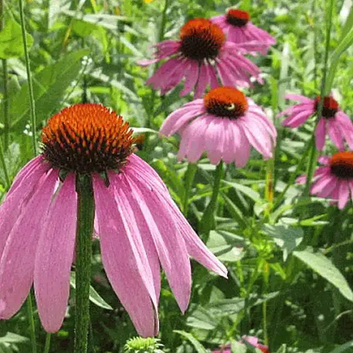 WIEchinacea-purpurea.gif.jpg