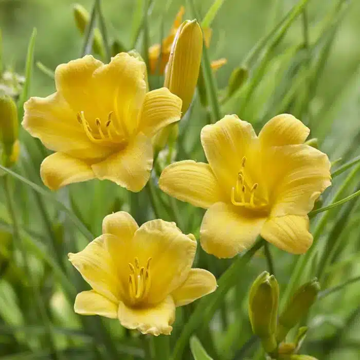 WIHemerocalis-Stella-d-Oro.jpg.jpg
