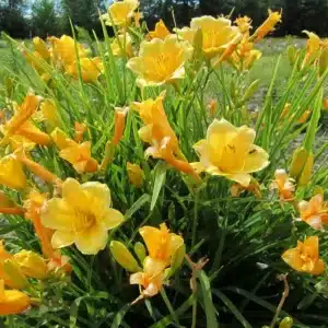 WIHemerocallis-Daylily-Stella-de-Oro-Yellow-fragrant-flowers-Blooms-in-June-September-Exposition-Sun-to-Shadow-Part.jpg.jpg