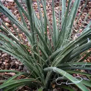 WIHesperaloe-parviflora-89909-2.jpg.jpg