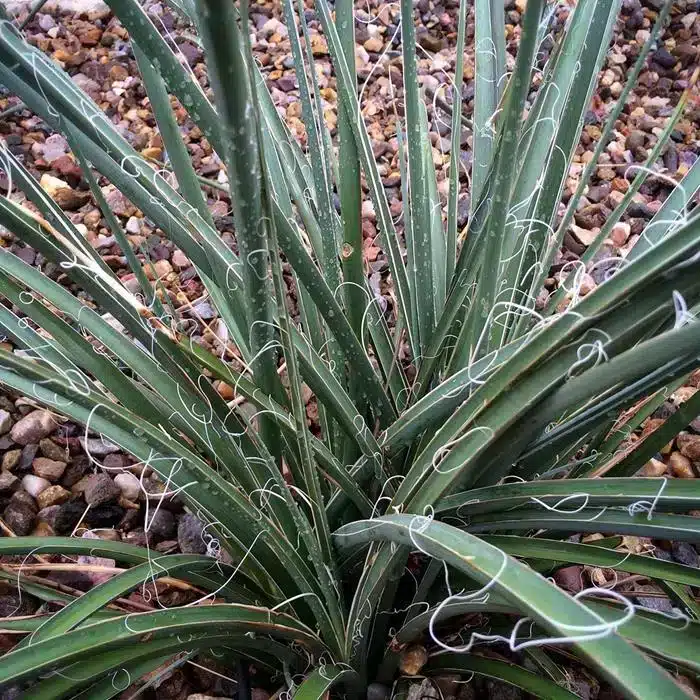 WIHesperaloe-parviflora-89909-2.jpg.jpg