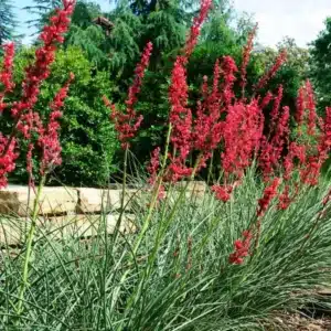 WIHesperaloe-parviflora-Brakelights-Brakelights-Red-Yucca1.jpg.jpg