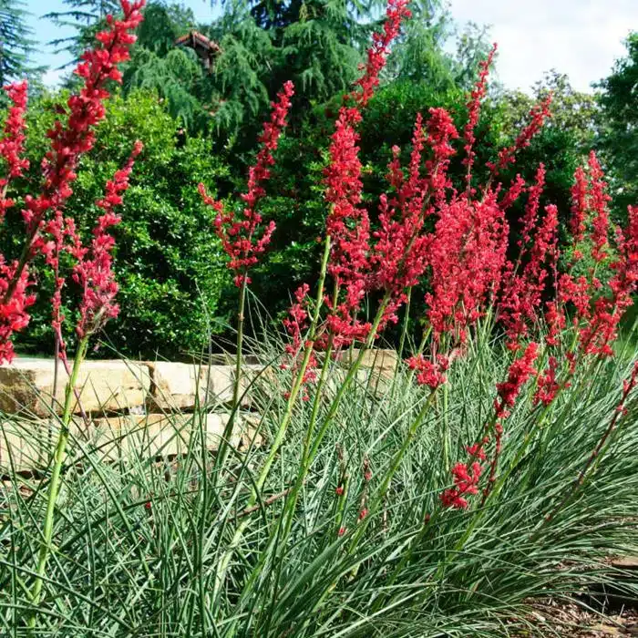 WIHesperaloe-parviflora-Brakelights-Brakelights-Red-Yucca1.jpg.jpg
