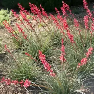 WIHesperaloe-parviflora-Brakelights-Brakelights-Red-Yucca2.jpg.jpg