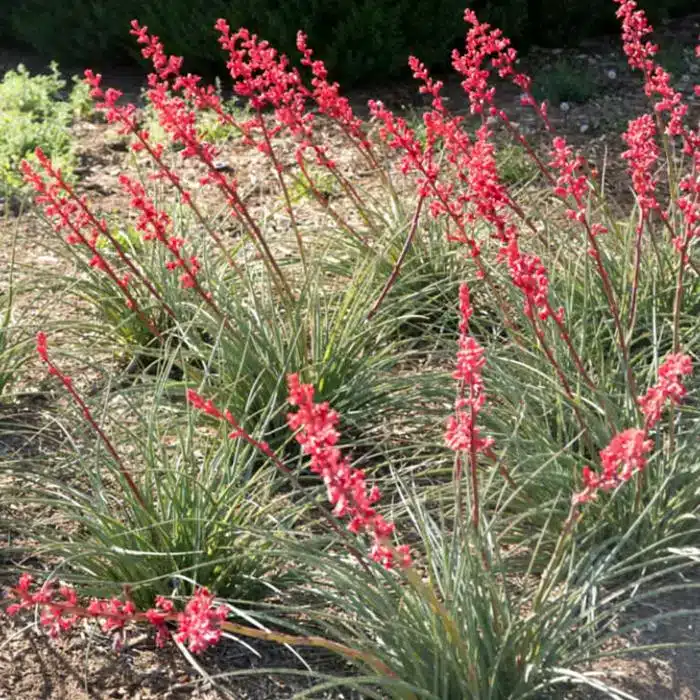 WIHesperaloe-parviflora-Brakelights-Brakelights-Red-Yucca2.jpg.jpg