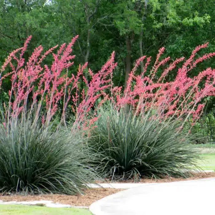 WIHesperaloe-parviflora-Red-Yucca1-1.jpg.jpg