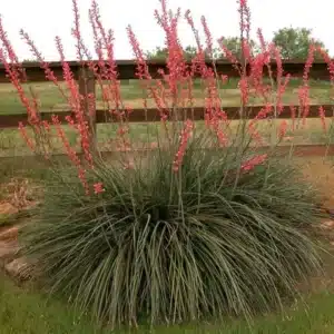 WIHesperaloe-parviflora-Red-Yucca1.jpg.jpg