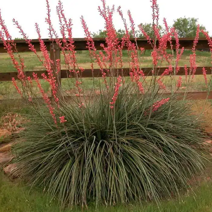 WIHesperaloe-parviflora-Red-Yucca1.jpg.jpg
