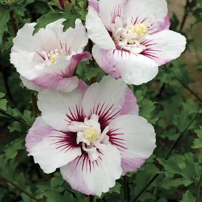 WIHibiscus-Fiji.jpg.jpg