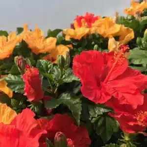 WIHibiscus-Rosa-Sinensis.jpg.jpg