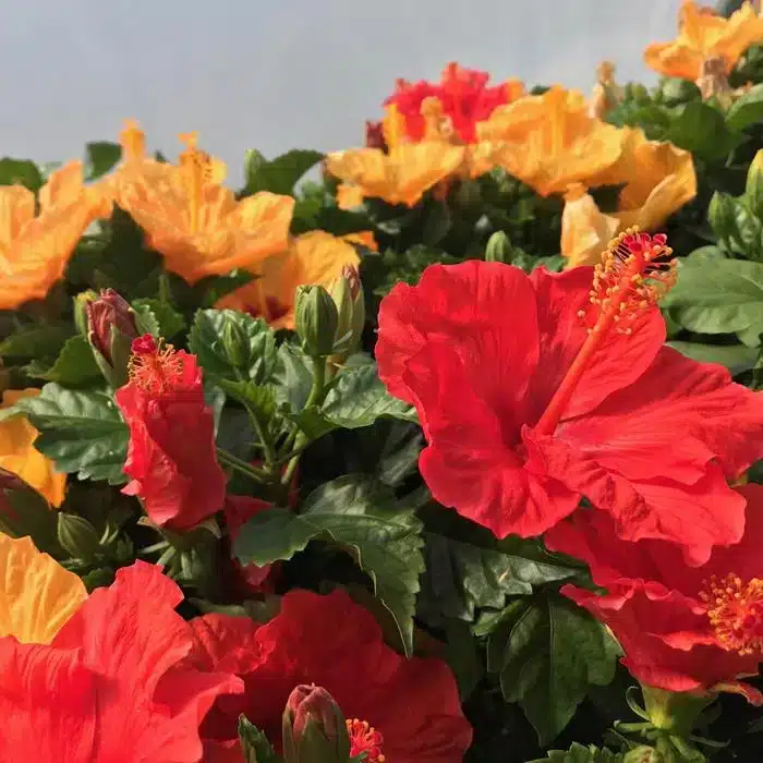 WIHibiscus-Rosa-Sinensis.jpg.jpg