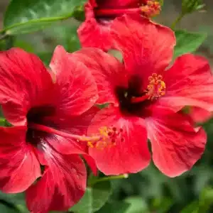 WIHibiscus-rosa-sinensis-rose-de-chine.jpg.jpg