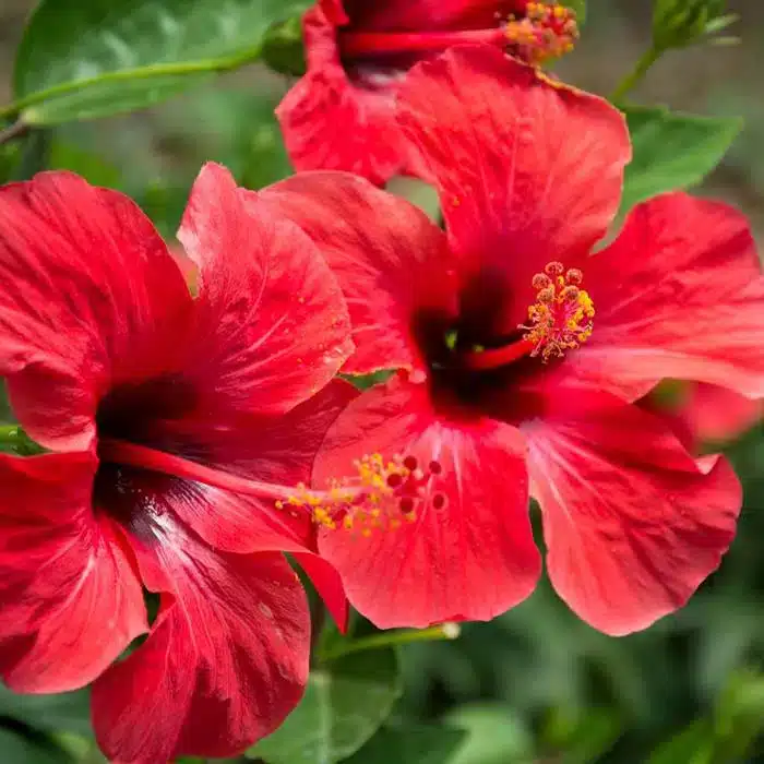 WIHibiscus-rosa-sinensis-rose-de-chine.jpg.jpg