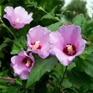 WIHibiscus-syriacus-Rose-of-Sharon4.jpg.jpg