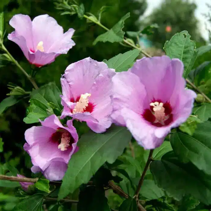 WIHibiscus-syriacus-Rose-of-Sharon4.jpg.jpg