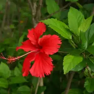 WIHibiscus_rosa-sinensis_flower_2.JPG.jpg
