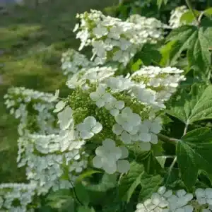 WIHydrangea-quercifolia-Dayspring.jpg.jpg