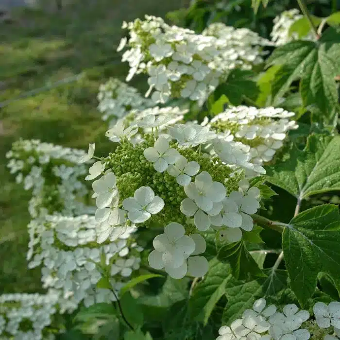 WIHydrangea-quercifolia-Dayspring.jpg.jpg