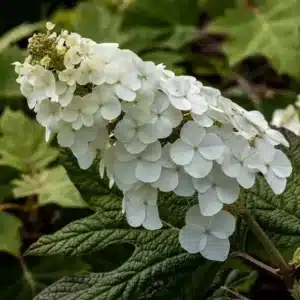 WIHydrangea-quercifolia-Harmony-web.jpeg.jpg