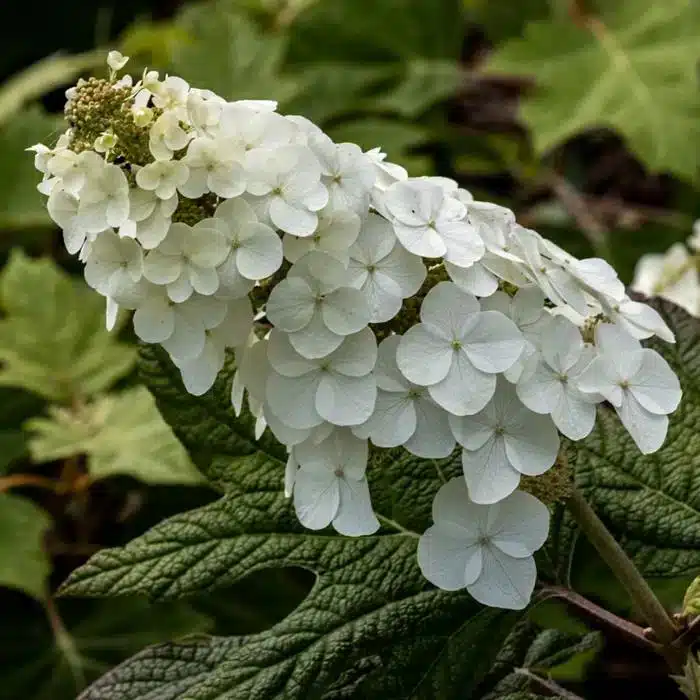 WIHydrangea-quercifolia-Harmony-web.jpeg.jpg