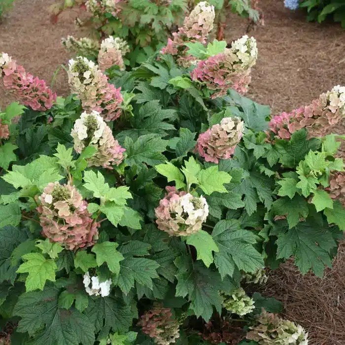 WIHydrangea-quercifolia-Jetstream-1536x1024.jpg.jpg