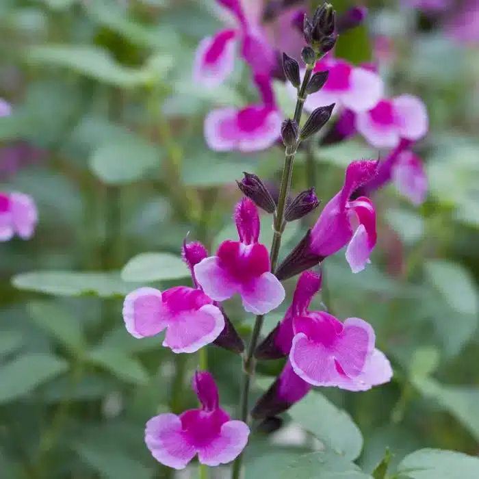 WILIT1469_SALVIA_GREGGII_ICING_SUGAR_-1102x1472.jpg.jpg