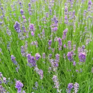 WILavandula-angustifolia-Munstead-English-Lavender-June.jpg.jpg