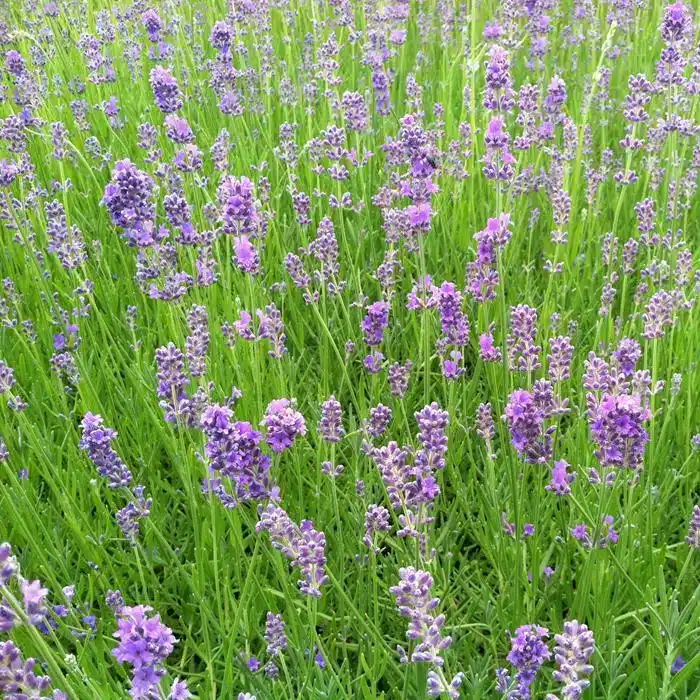 WILavandula-angustifolia-Munstead-English-Lavender-June.jpg.jpg