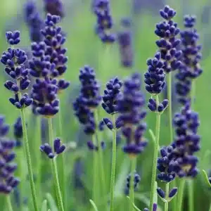 WILavandula-angustifolia-Munstead-English-Lavender3.jpg.jpg