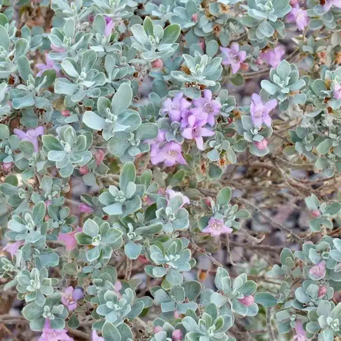 WILeucophyllm-frutescens-1024x768.jpeg.jpg