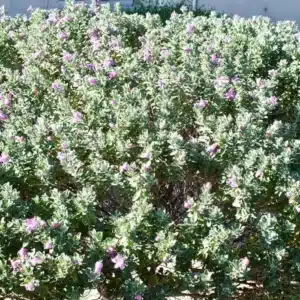 WILeucophyllum-frutescens-1024x768.jpg.jpg