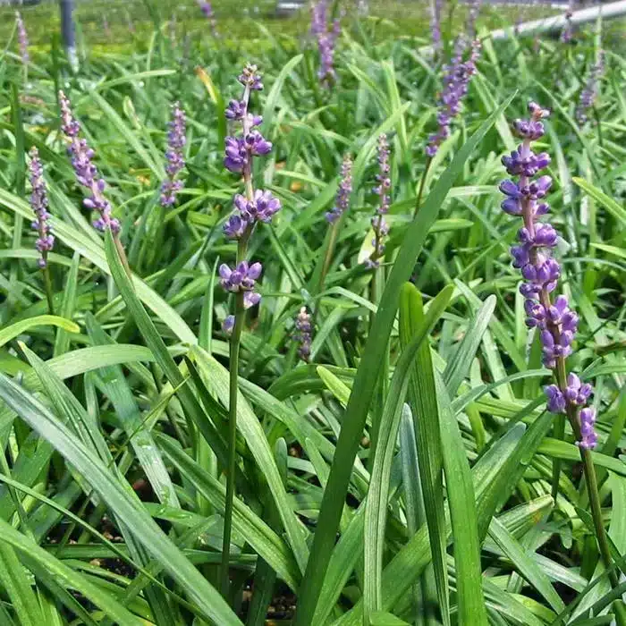 WILiriope-Big-Blue-Lilyturf-.jpg.jpg