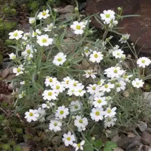 WIMelampodium_leucanthum.jpg.jpg