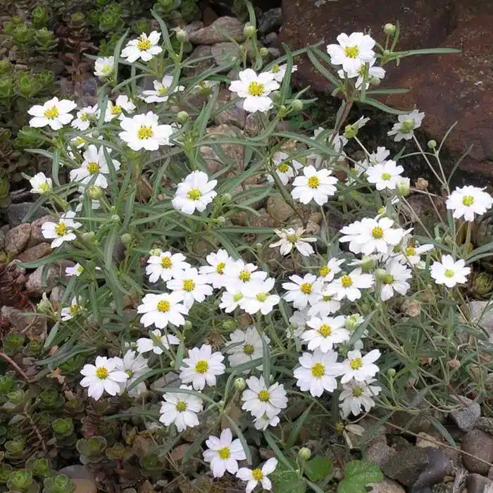 WIMelampodium_leucanthum.jpg.jpg