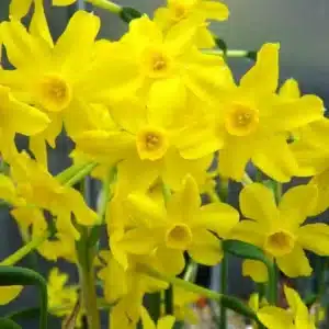 WINarcissus-jonquilla-Jonquil1.jpg.jpg