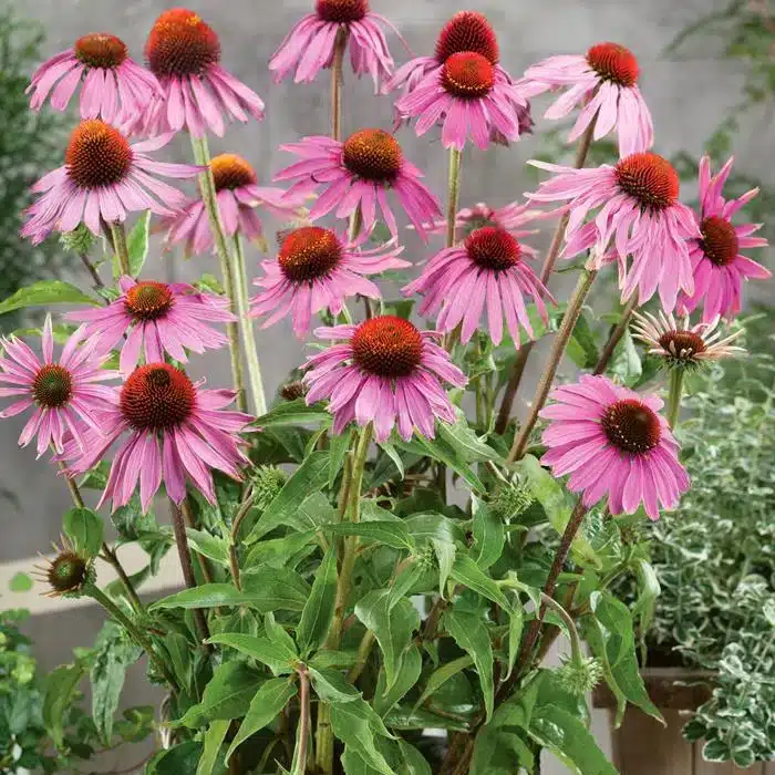 WINature27s_Haven_Echinacea_Leuchstern_Seeds_Unwins_In_Flower.jpg.jpg