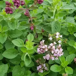 WIORIGANUM_vulgare_Gentle_Breeze.jpg.jpg