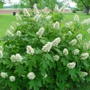 WIOakleaf-Hydrangea.jpg.jpg