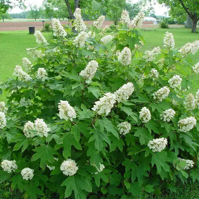 WIOakleaf-Hydrangea.jpg.jpg