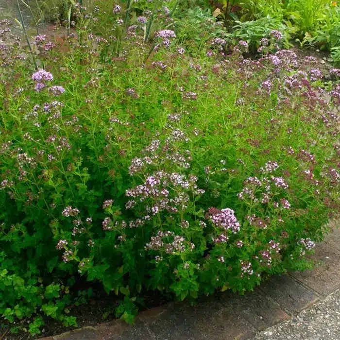 WIOriganum-Vulgare-WS2.jpg.jpg