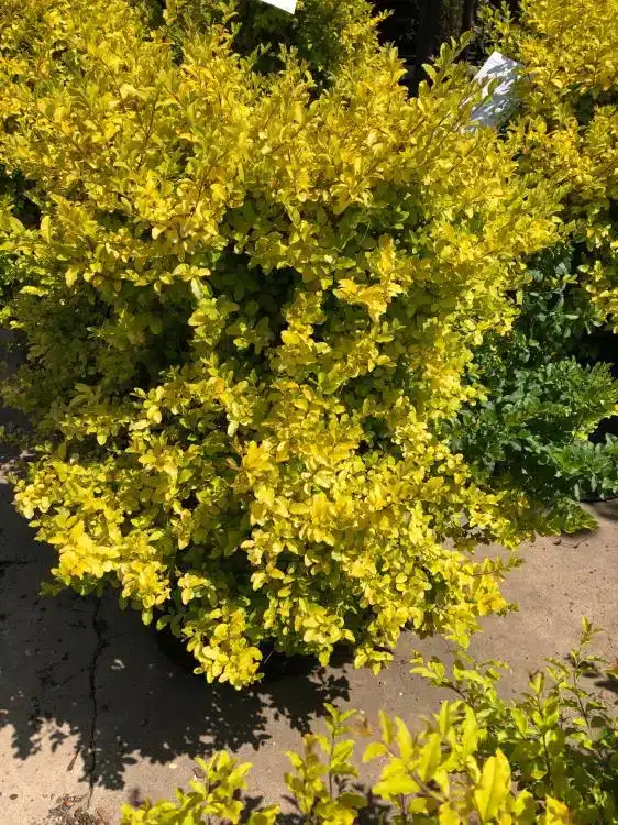 WIPI_042620125400.jpg
