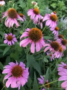 WIPI_061620093218.jpeg