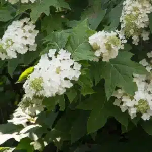 WIPee-Wee-Oakleaf-Hydrangea.jpg.jpg