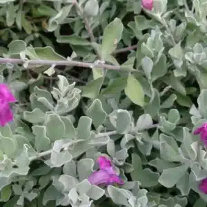 WIPurple_Sage_Leucophyllum_frutescens_2-scaled-2048x1151.jpg.jpg