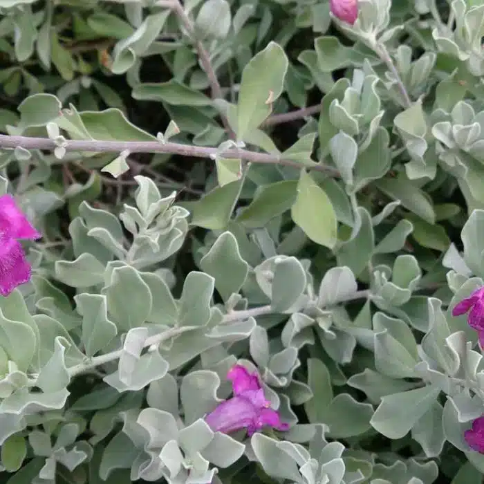 WIPurple_Sage_Leucophyllum_frutescens_2-scaled-2048x1151.jpg.jpg