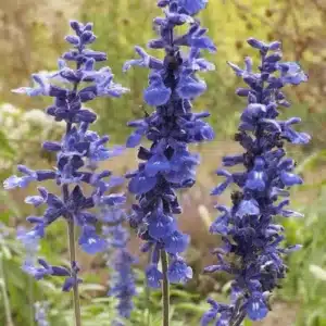 WISalvia-farinacea-01.gif.jpg
